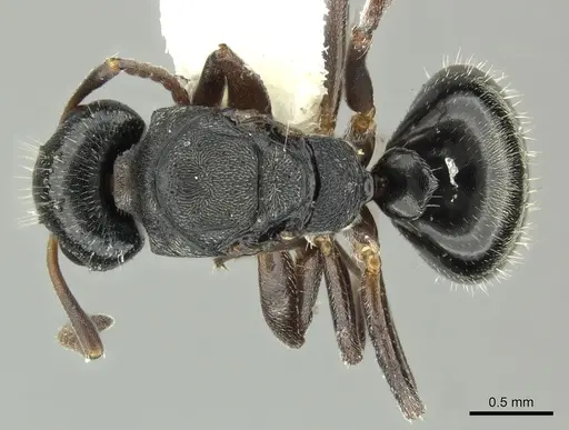 Dolichoderus schulzi - INBIOCRI001277975