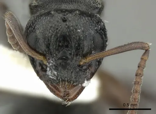 Dolichoderus schulzi - INBIOCRI001277975