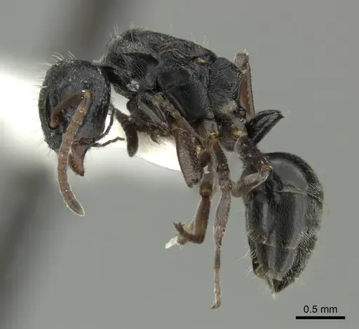 Dolichoderus schulzi - INBIOCRI001277975
