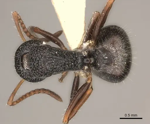 Dolichoderus scrobiculatus specimen