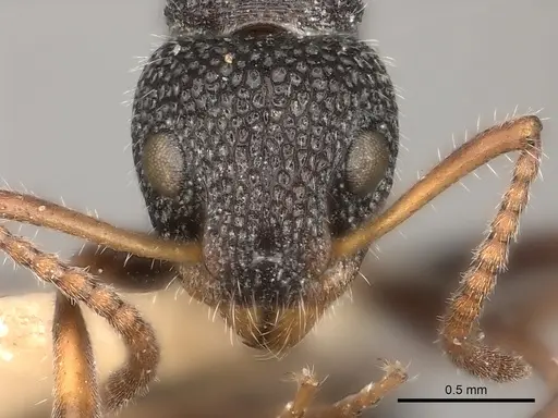 Dolichoderus scrobiculatus specimen