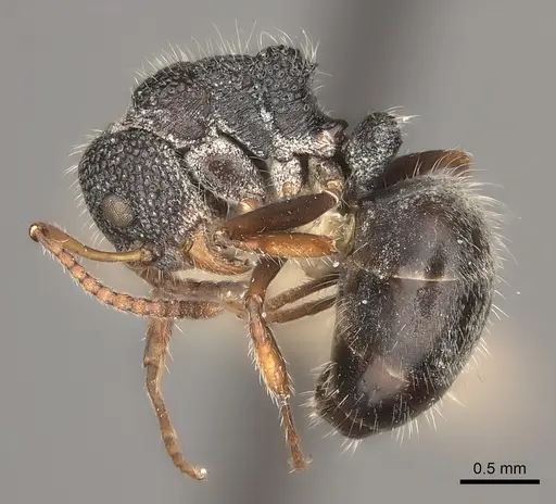 Dolichoderus scrobiculatus specimen