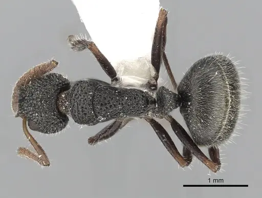 Dolichoderus scrobiculatus - CASENT0249559