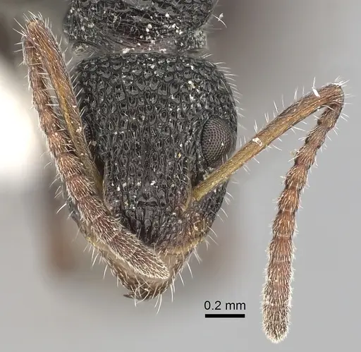 Dolichoderus scrobiculatus - CASENT0249559