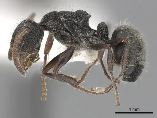 Dolichoderus scrobiculatus - CASENT0249559