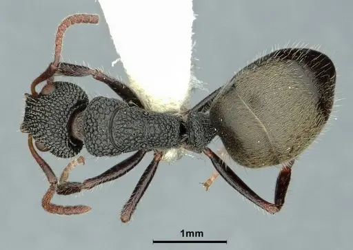 Dolichoderus scrobiculatus - CASENT0886071