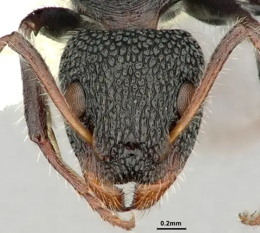 Dolichoderus scrobiculatus - CASENT0886071