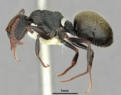 Dolichoderus scrobiculatus - CASENT0886071