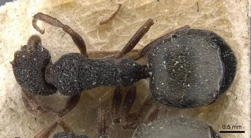 Dolichoderus scrobiculatus - CASENT0909475