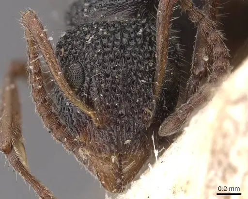 Dolichoderus scrobiculatus - CASENT0909475