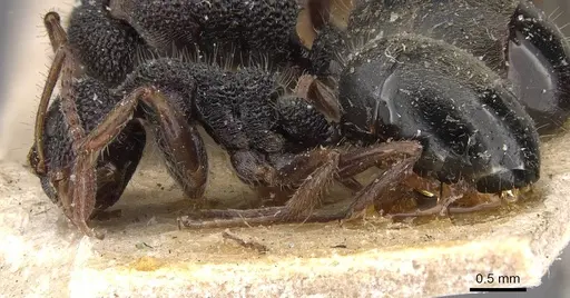 Dolichoderus scrobiculatus - CASENT0909475