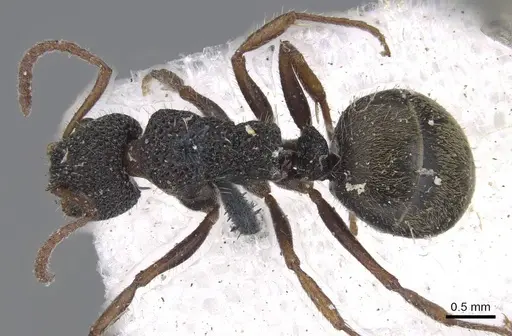 Dolichoderus scrobiculatus - CASENT0915569