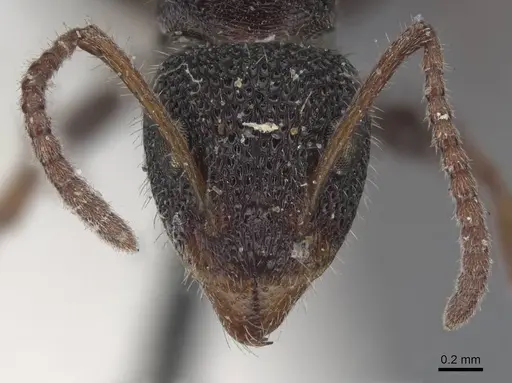 Dolichoderus scrobiculatus - CASENT0915569