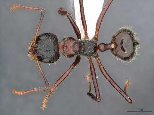 Dolichoderus semirugosus specimen