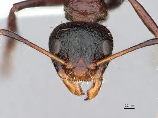 Dolichoderus semirugosus specimen