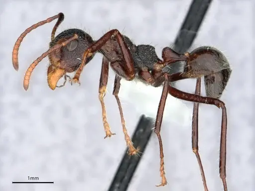 Dolichoderus semirugosus specimen