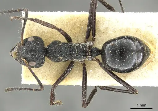 Dolichoderus semirugosus - CASENT0902968