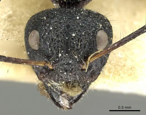 Dolichoderus semirugosus - CASENT0902968