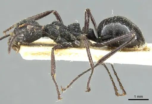 Dolichoderus semirugosus - CASENT0902968