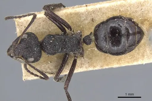 Dolichoderus semirugosus - CASENT0915555