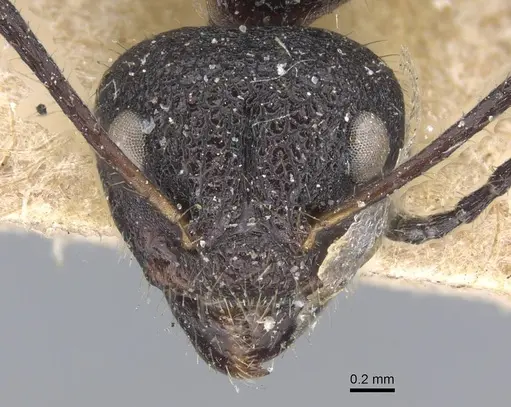 Dolichoderus semirugosus - CASENT0915555