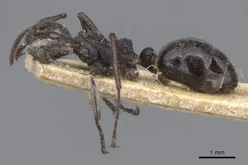 Dolichoderus semirugosus - CASENT0915555