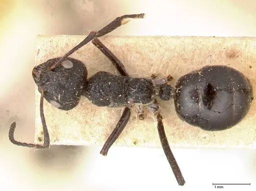 Dolichoderus semirugosus - FOCOL0544