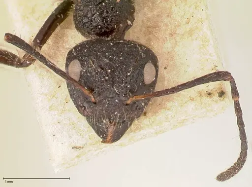 Dolichoderus semirugosus - FOCOL0544