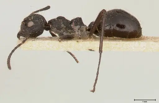 Dolichoderus semirugosus - FOCOL0544