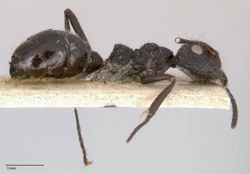 Dolichoderus semirugosus - FOCOL0544