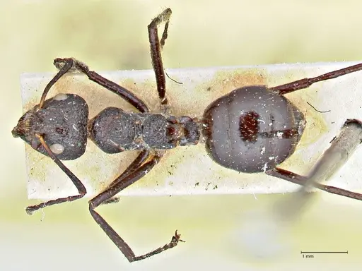 Dolichoderus semirugosus - FOCOL2778