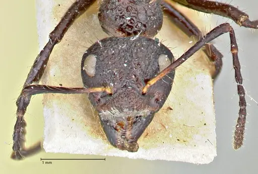 Dolichoderus semirugosus - FOCOL2778