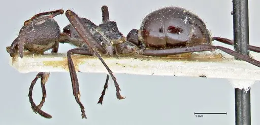 Dolichoderus semirugosus - FOCOL2778