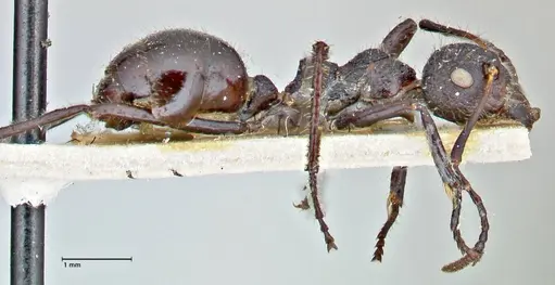 Dolichoderus semirugosus - FOCOL2778
