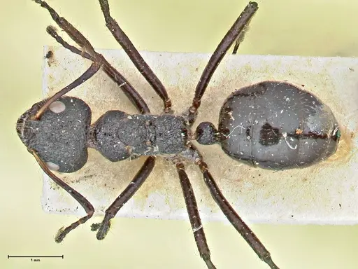 Dolichoderus semirugosus - FOCOL2779