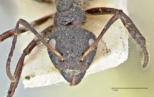 Dolichoderus semirugosus - FOCOL2779