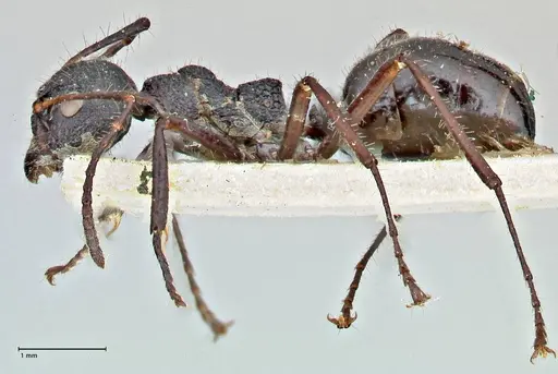 Dolichoderus semirugosus - FOCOL2779