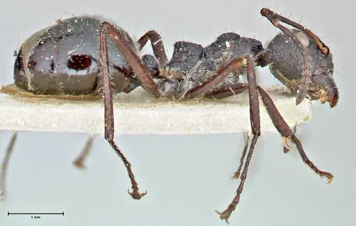 Dolichoderus semirugosus - FOCOL2779