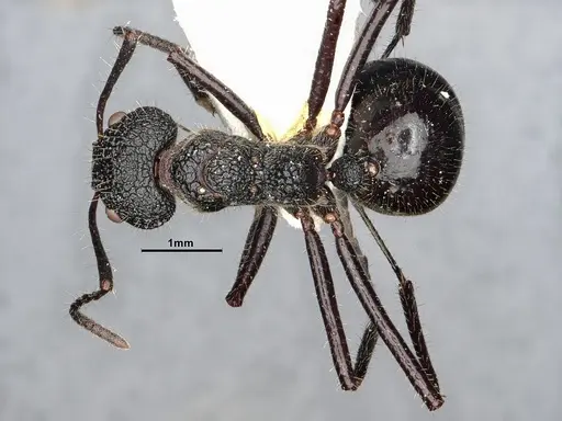 Dolichoderus semirugosus - SMFHYM0008904