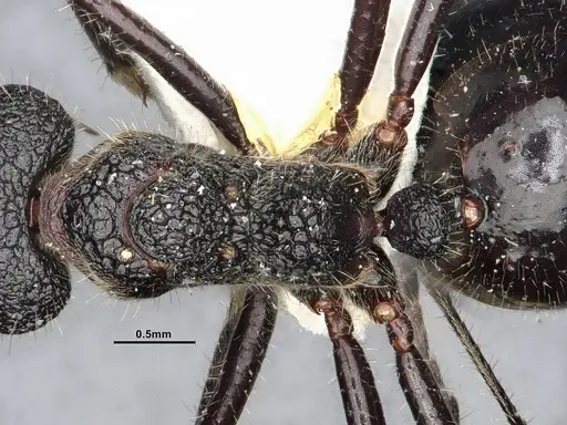 Dolichoderus semirugosus - SMFHYM0008904