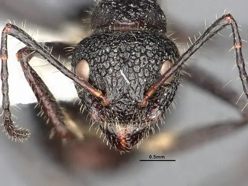 Dolichoderus semirugosus - SMFHYM0008904