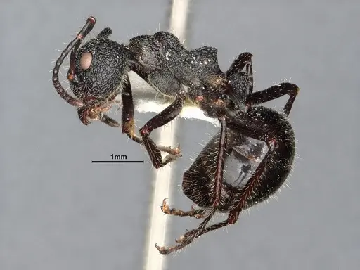 Dolichoderus semirugosus - SMFHYM0008904
