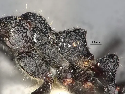 Dolichoderus semirugosus - SMFHYM0008904