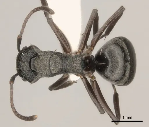 Dolichoderus septemspinosus specimen