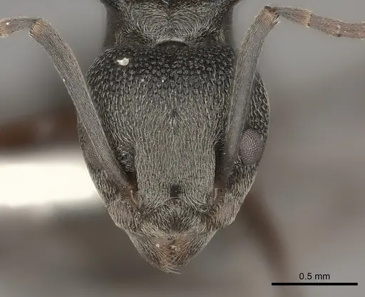 Dolichoderus septemspinosus specimen