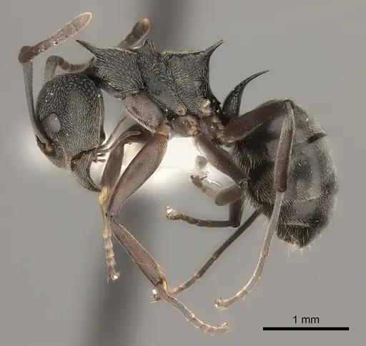 Dolichoderus septemspinosus specimen
