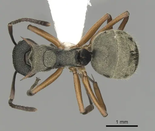 Dolichoderus septemspinosus - CASENT0249652