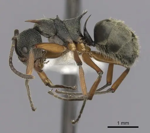 Dolichoderus septemspinosus - CASENT0249652