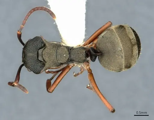 Dolichoderus septemspinosus - CASENT0886021