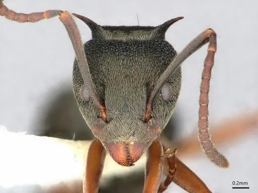 Dolichoderus septemspinosus - CASENT0886021